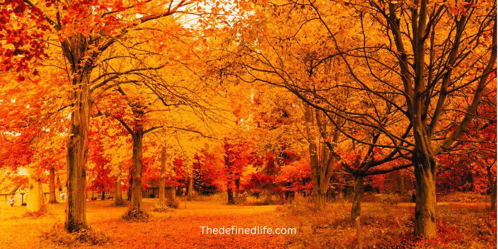 50+ Junk Journal Themes and Ideas for Every Season and Mood 6 autumn junk journal theme